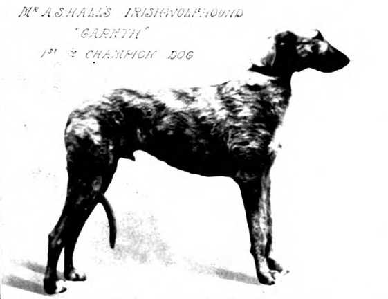 Gareth [Mr. Ashall's] | Irish Wolfhound 