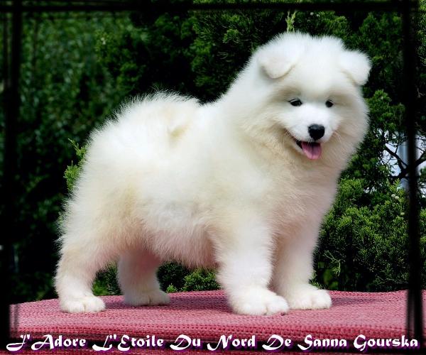 J'adore L'Etoile Du Nord De Sanna Gourska | Samoyed 