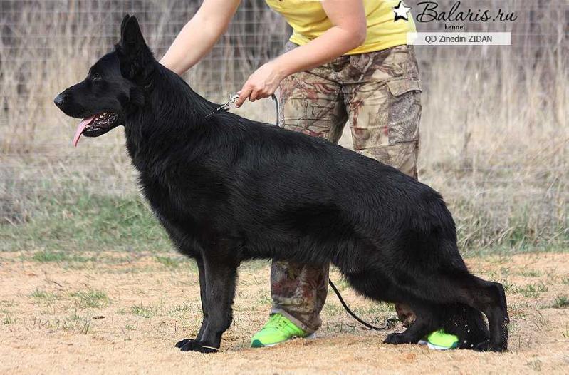 Queen Dansing ZINEDIN ZIDAN | German Shepherd Dog 