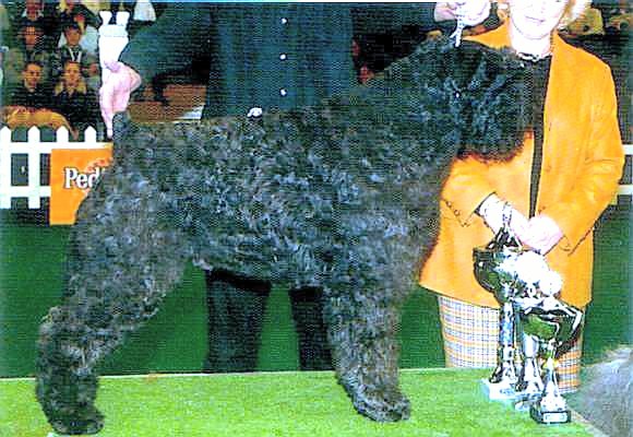 Amigo Danissa off Soeranda's Home | Bouvier des Flandres 