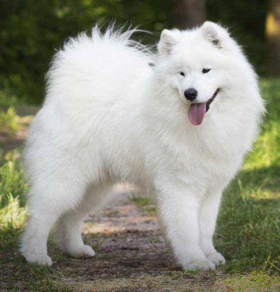 ATLANTIS OF JIP The Glow Of The Snowy Star | Samoyed 