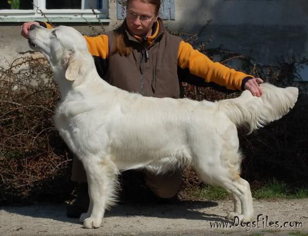 ENERDGY FOR FUN BRDSKE ZLATO | Golden Retriever 