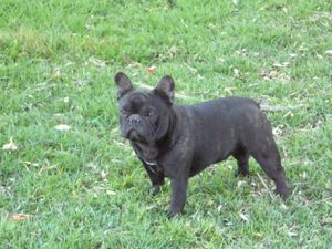 Triene V.D Mestreechteneekers | French Bulldog 