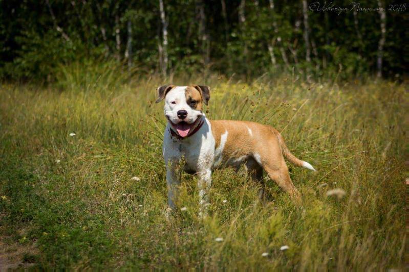 Feel Happy Art of Staff | American Staffordshire Terrier 