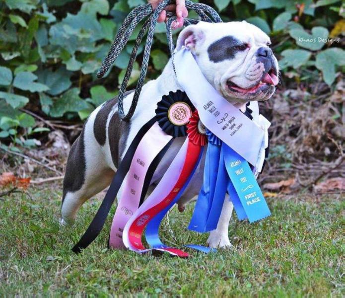 NORTHSTAR'S ROCK SOLID | Olde English Bulldogge 