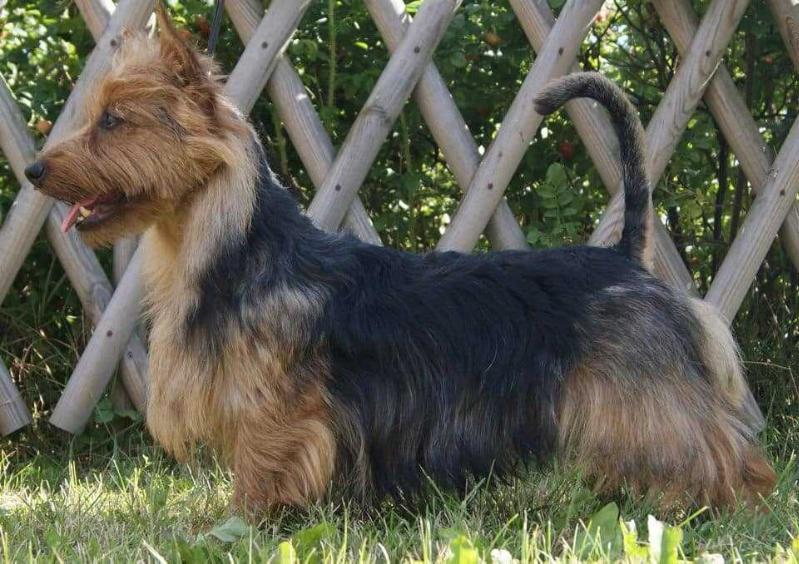 Reimin Master Of Puppets | Australian Terrier 