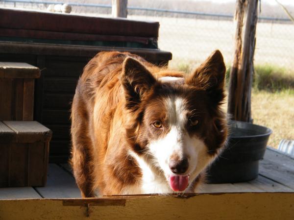 Princess ABC 255445 | Border Collie 