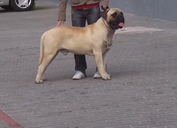 Hurkatöltési Delme | Bullmastiff 