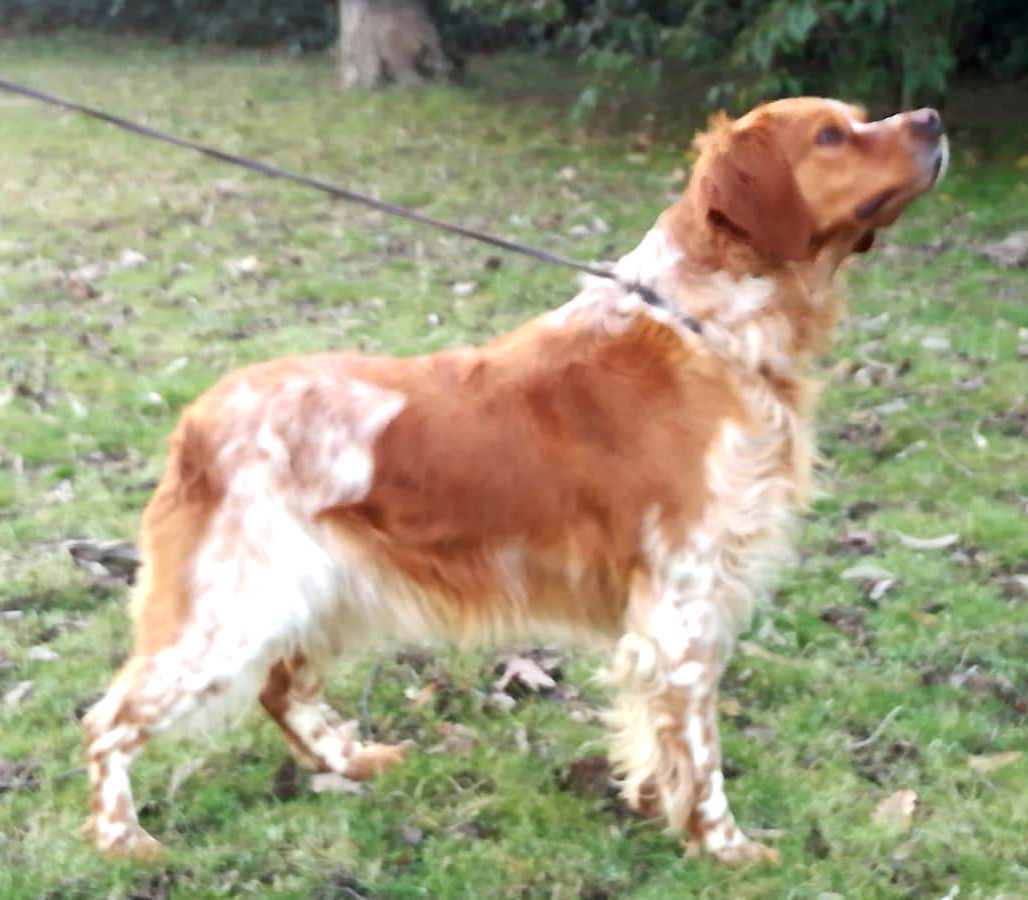 NORA 2016 | Brittany 