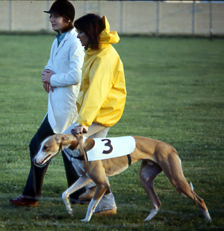 Nevers Coeur de Lion | Greyhound 