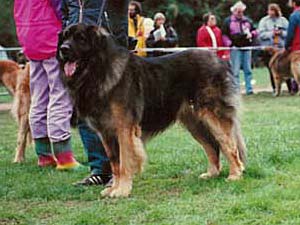 Dreigon v.d. Hexenbrucke | Leonberger 