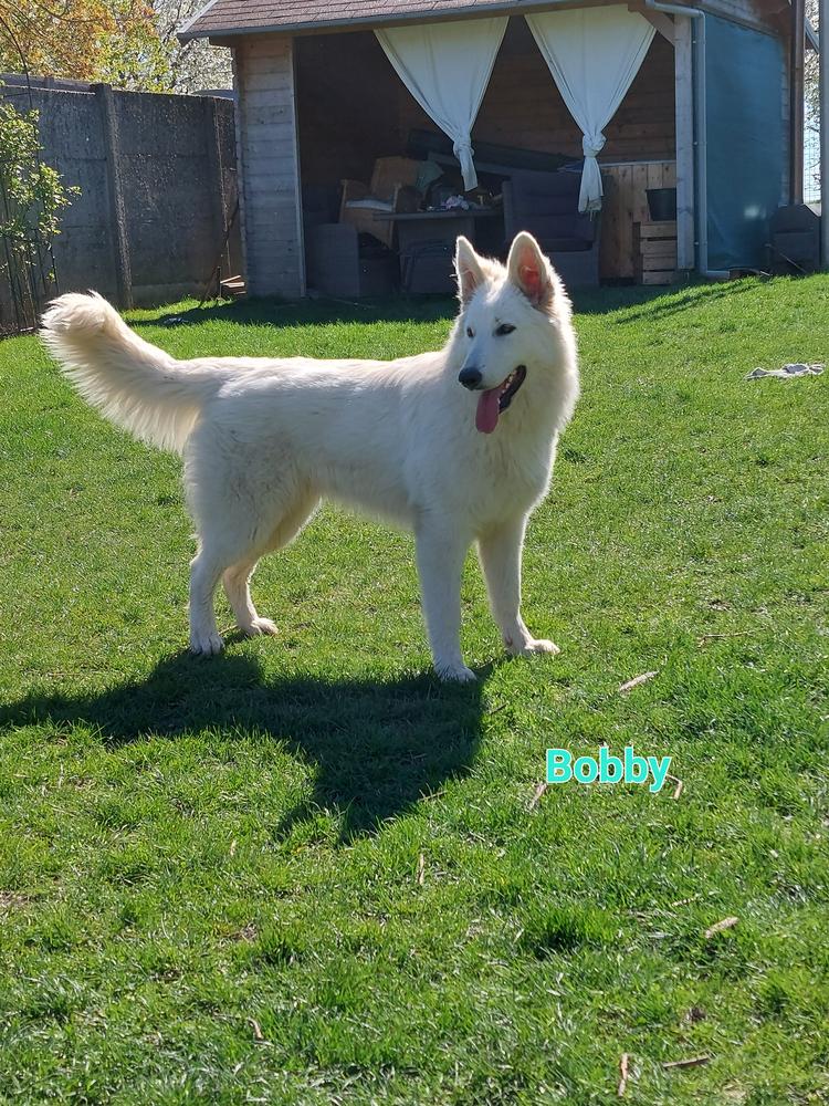 Cricket Mountains Feel So Proud | White Swiss Shepherd Dog 