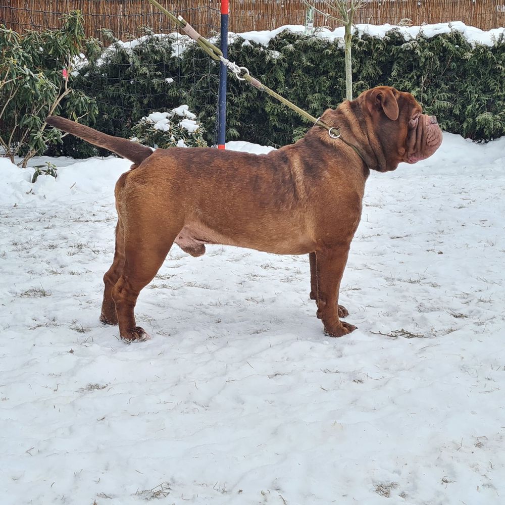 Old Famous Bulldogs Cody 2.0 | Olde English Bulldogge 