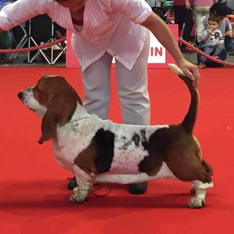 Terra d'Orfili Elda | Basset Hound 