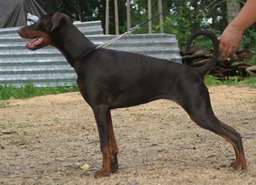 True North Karma | Brown Doberman Pinscher