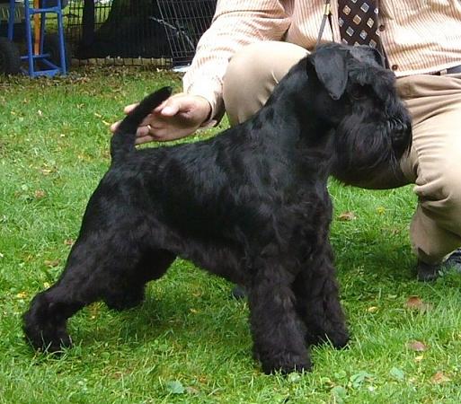 Made in Spain Dexter | Miniature Schnauzer 