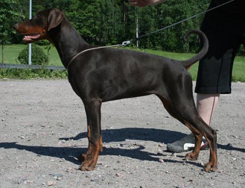 True North Kasablanca | Brown Doberman Pinscher