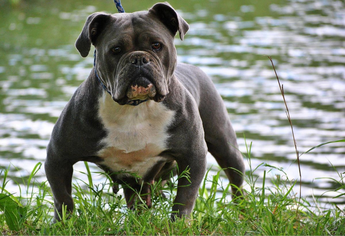 Blue Rhina of Chato Bulldogges | Olde English Bulldogge 