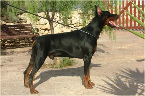 Vasco de Lea Modena | Black Doberman Pinscher