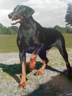 Gaindyke Blade | Black Doberman Pinscher