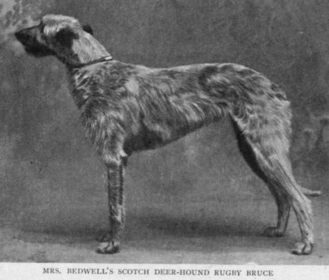 Rugby Bruce (Mrs. Bedwell's) | Scottish Deerhound 