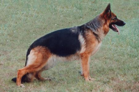 Talisa di Fossombrone | German Shepherd Dog 