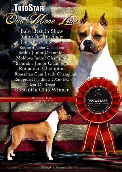 ToToStaff One More Love | American Staffordshire Terrier 