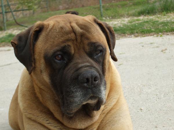 Friendly Bull Bongó | Bullmastiff 