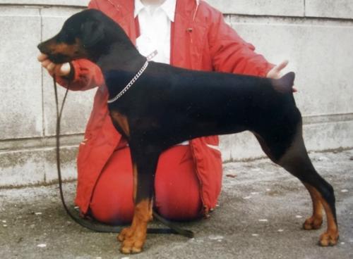 Amazon Addicted to Love at Mirdale | Black Doberman Pinscher