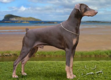 Keyalas Latest Thrill | Brown Doberman Pinscher