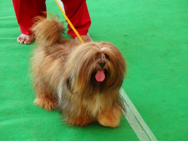 MICKEY | Lhasa Apso 