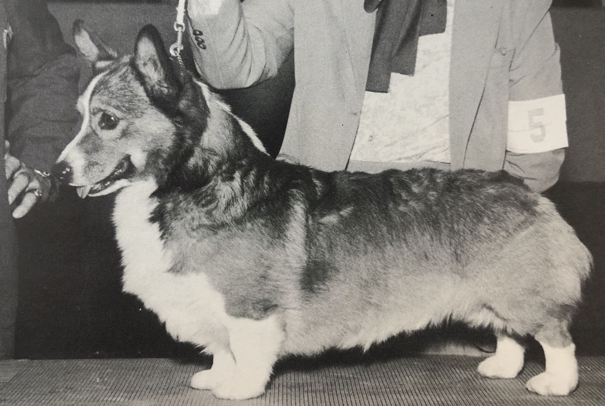 Katydid's Seafox Kacey | Pembroke Welsh Corgi 