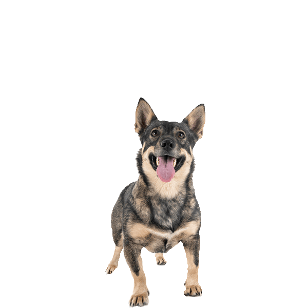 Swedish Vallhund