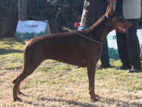 Da-Hotep Striker de Rovira | Brown Doberman Pinscher