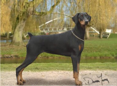 Keyalas Kracker Lilly | Black Doberman Pinscher