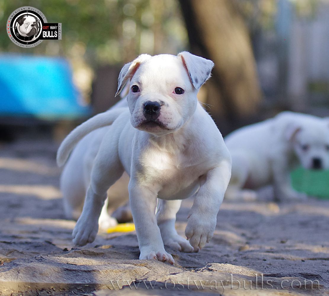 OSTWAYBULLS ROXANNA | American Bulldog 