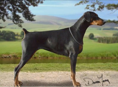 Keyalas Wot a Star | Black Doberman Pinscher