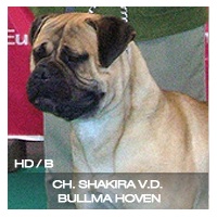 Shakira V.D. Bullma Hoven | Bullmastiff 