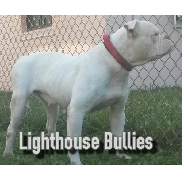 Lighthouse Compact Betty | American Bulldog 