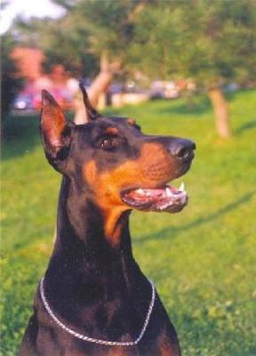 Alf Flegon de Godzila's | Black Doberman Pinscher