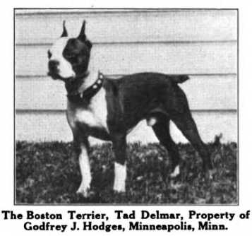 Tad Delmar 185455 | Boston Terrier 