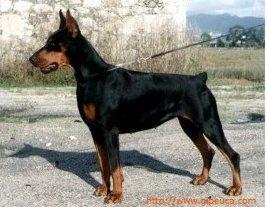 Amy Astra Godzila's | Black Doberman Pinscher