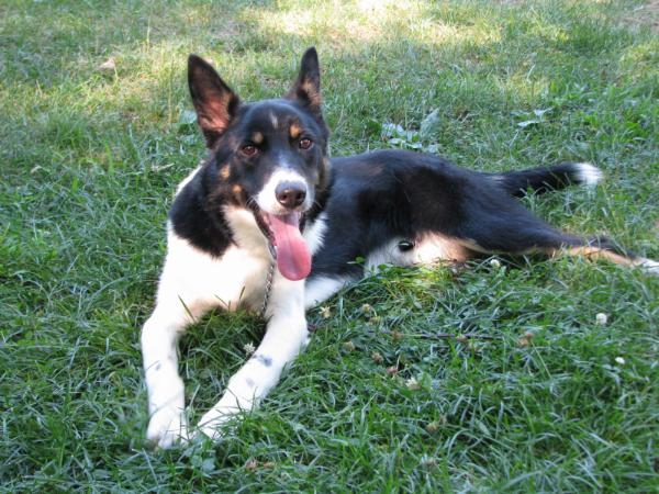 Maverick ABC 359366 | Border Collie 