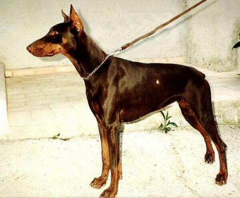 Arisca de Athanor | Brown Doberman Pinscher