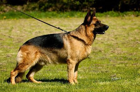 Daushaufen Oliver | German Shepherd Dog 