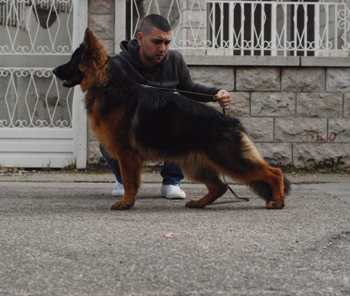 Mirage casa del sibos | German Shepherd Dog 
