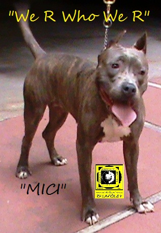 We R Who We R /Faul/Mex,/FCI, | American Staffordshire Terrier 