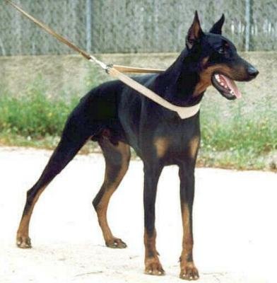 Aleph de Athanor | Black Doberman Pinscher