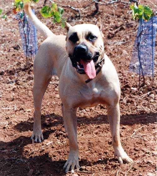 Tagara de Garehagua | Perro de Presa Canario 