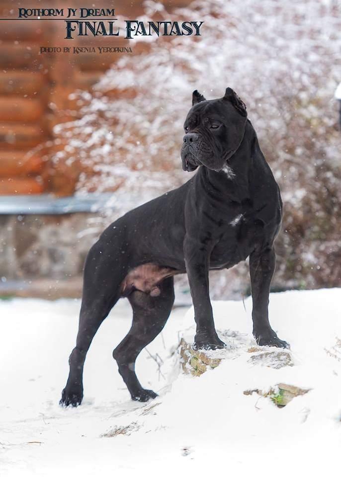 Rothorm Jy Dream Final Fantasy I | Cane Corso 